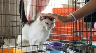 Polacy boją się adoptować psy i koty. 36 proc. wskazuje na ten sam problem
