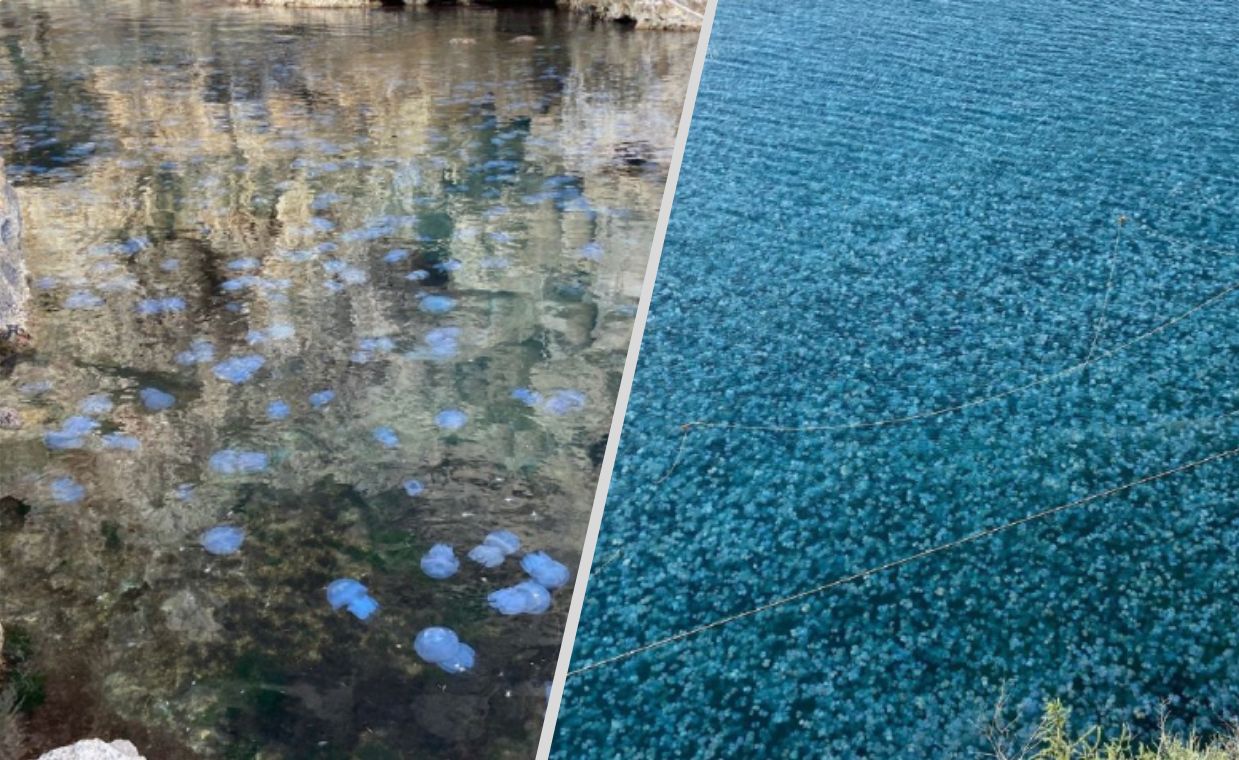 Jellyfish invasion in Crimea