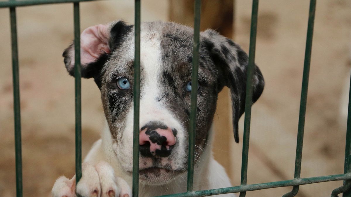 Ptasią grypę wykryto u psów