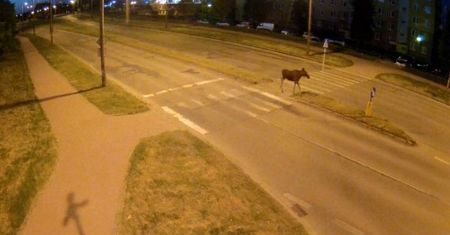 Łoś urządził sobie spacer po Świdniku. Interweniowali policjanci [WIDEO]