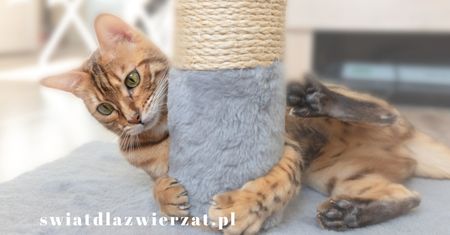 Jak wybrać drapak dla kota: praktyczny przewodnik
