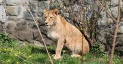 Chorzów. Śląski Ogród Zoologiczny ma nowego mieszkańca. To lwica Anoona