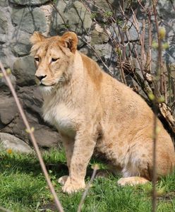 Chorzów. Śląski Ogród Zoologiczny ma nowego mieszkańca. To lwica Anoona