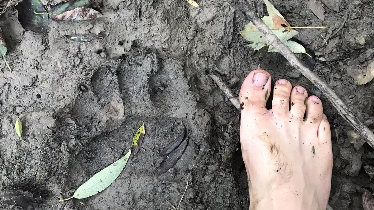 Tak wygląda stopa człowieka w porównaniu z odciskiem łapy niedźwiedzia