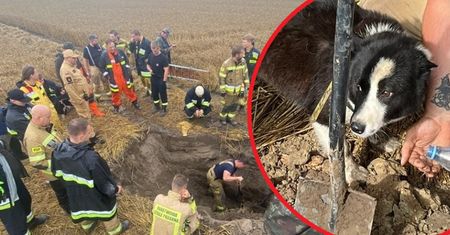 Psy utknęły w rurze. Akcja ratunkowa trwała 6 godzin