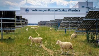 Owce zamiast kosiarek w fabryce Volkswagena we Wrześni