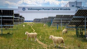 Owce zamiast kosiarek w fabryce Volkswagena we Wrześni