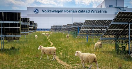 Owce zamiast kosiarek w fabryce Volkswagena we Wrześni