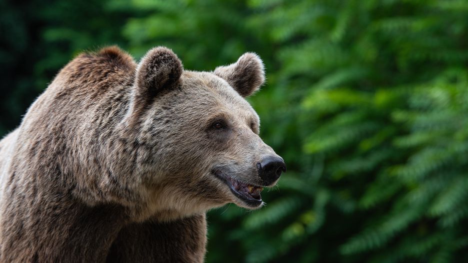 Niedźwiedź, który zaatakował i zranił pięć osób w Liptowskim Mikulaszu na północy kraju w połowie marca, został zastrzelony