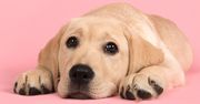 Labrador retriever. Pies idealny? Niekoniecznie dla każdego