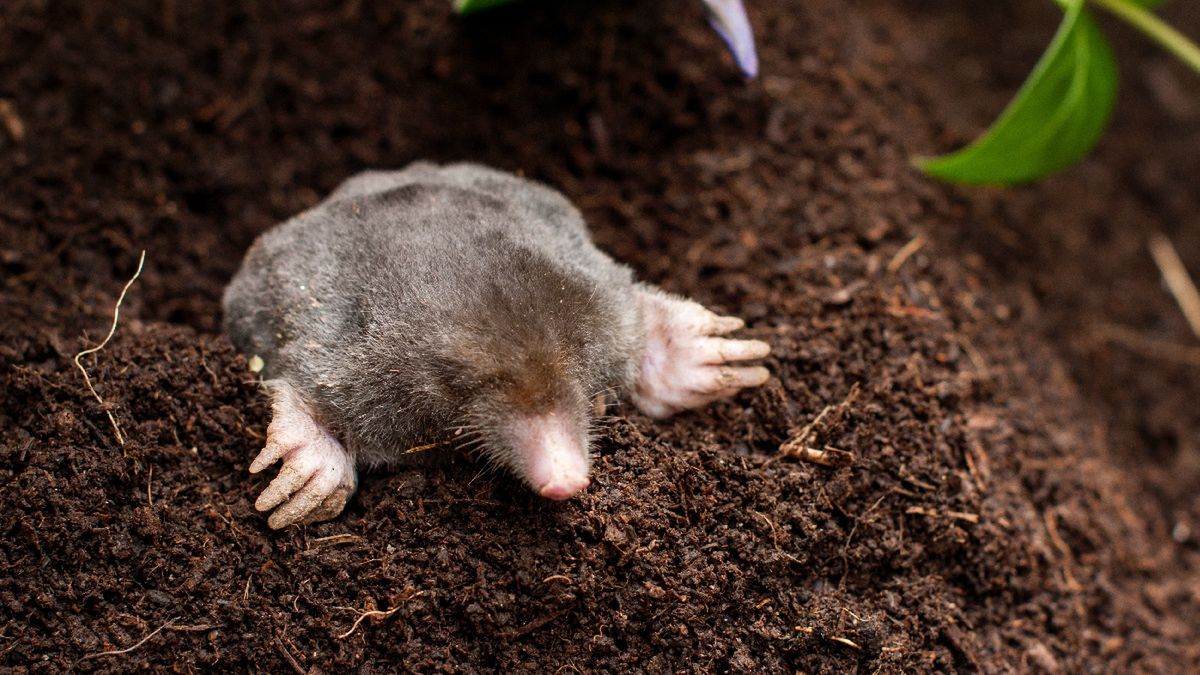 Krety pojawiają się w ogródkach