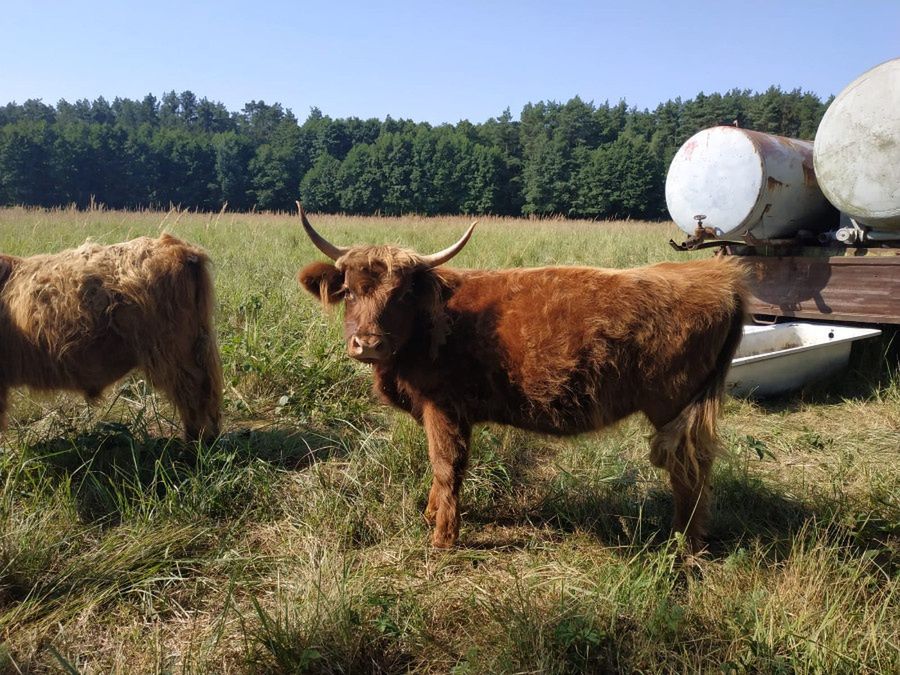 Oława. Krowa na gigancie. Ktokolwiek widział, ktokolwiek wie. To ta, która zawróciła, uciekinierka jest łudząco podobna