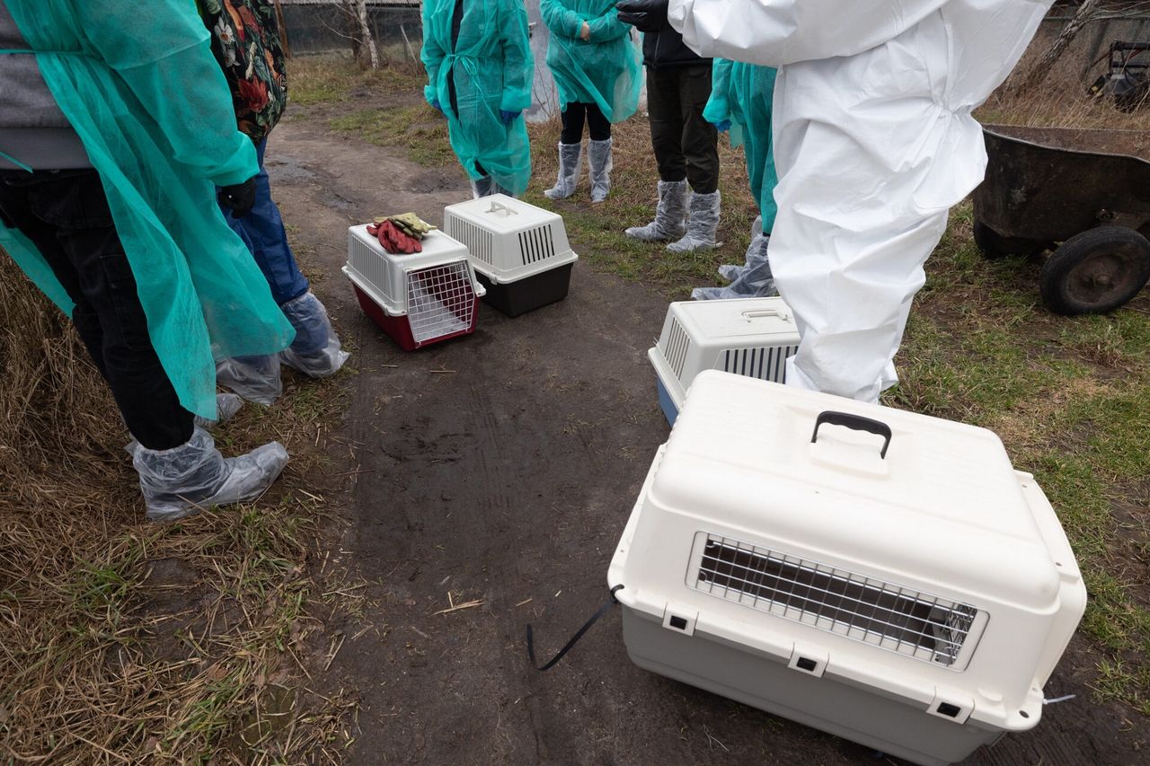Długie Stare: Hodowczyni lisów skazana za znęcanie się nad zwierzętami