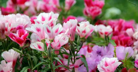 Pelargonie odejdą do lamusa? Oto nowy hit ogrodów i balkonów