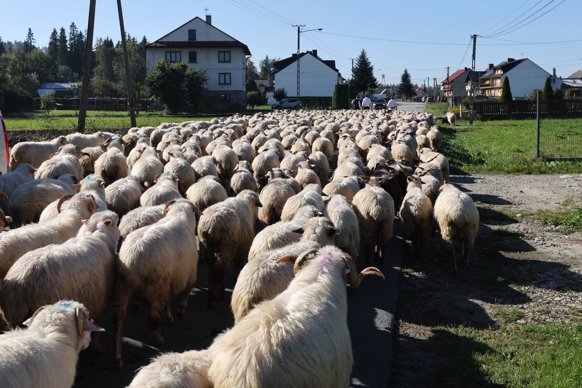 Turyści w jesiennym sezonie przyjeżdżają w góry ze względu na redyki