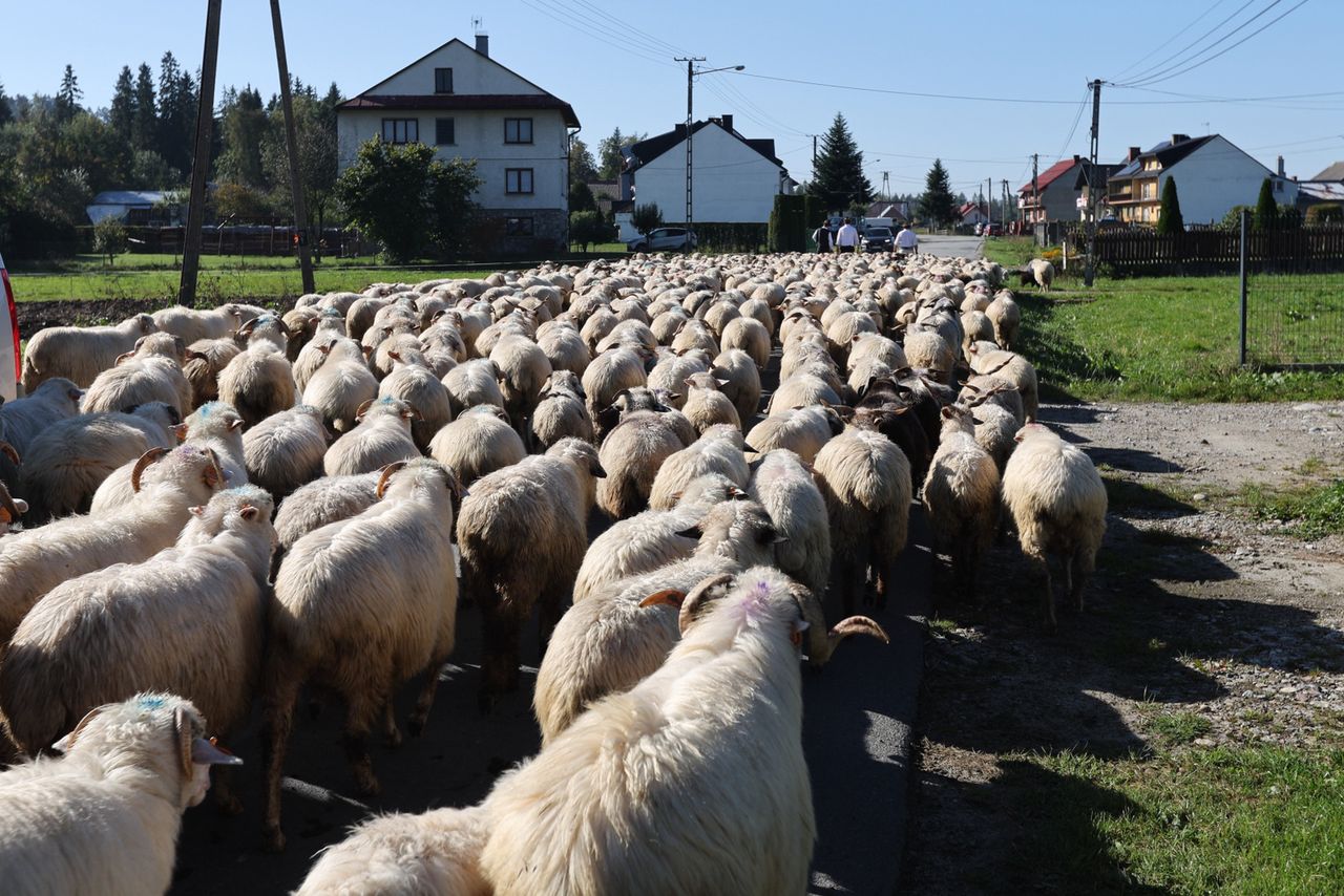 Walczą o turystów jak mogą. Darmowe atrakcje i niższe ceny