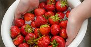Jak myć truskawki? Tylko w ten sposób pozbędziesz się z nich jaj pasożytów