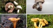 Te popularne grzyby latwo pomylić. Skutki mogą być tragiczne