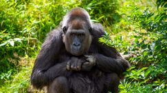 Opiekun zaraził koronawirusem goryle w zoo. "Może przeskoczyć na inne stworzenia"