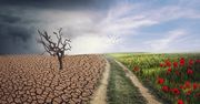 Europa między deszczem a suszą. Majowe prognozy plonów z MARS pełne kontrastów