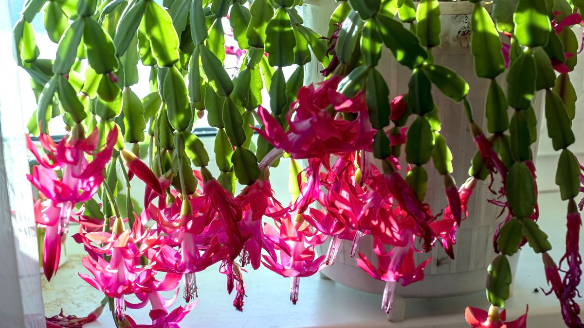 Jak pielęgnować grudnika?