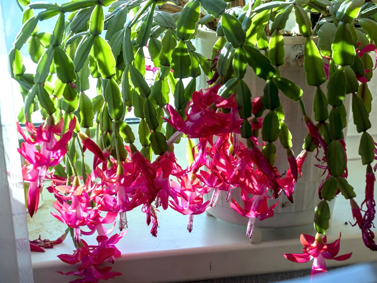 How to keep your Christmas cactus blooming brilliantly