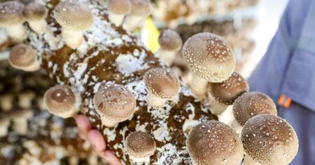 Przełomowe odkrycie naukowców. Grzyb shiitake hamuje poważne choroby