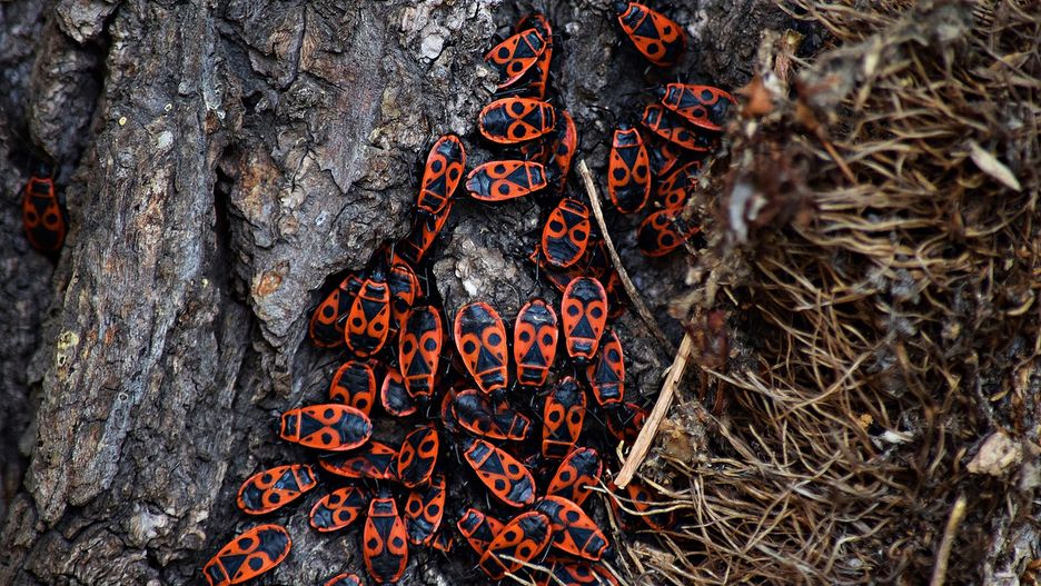 Czy kowale bezskrzydłe są groźne?