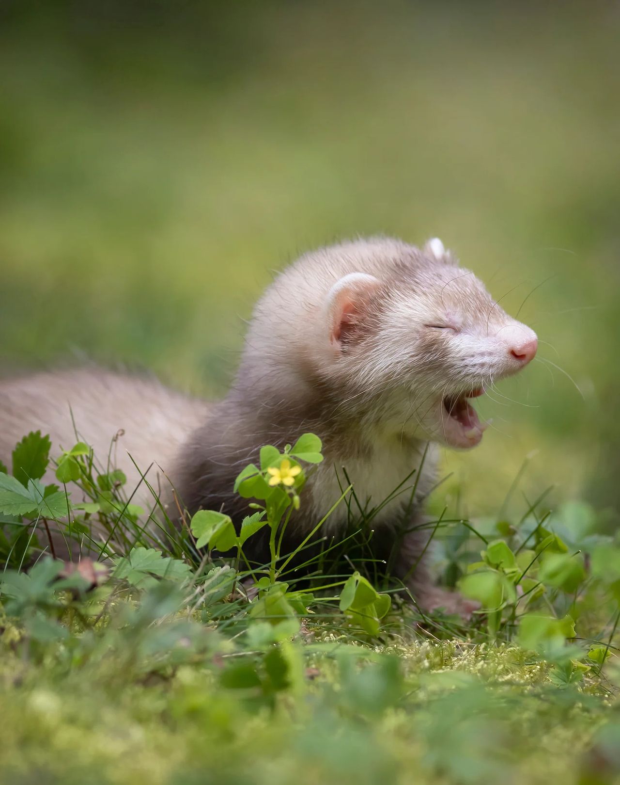 Zdjęcie finalisty konkursu Comedy Pet Photo Awards.