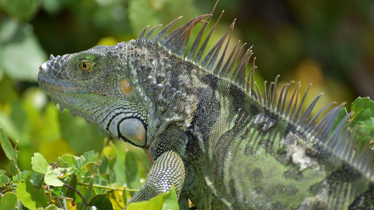 Legwan i pyton przedostali się statkami do Belgii 