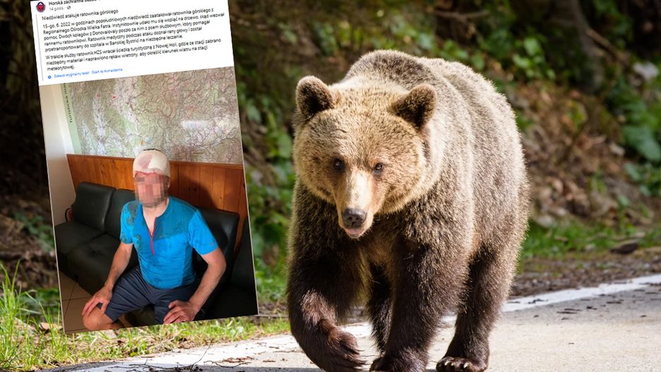 Niedźwiedź zaatakował ratownika na Słowacji. Mężczyzna uciekł na drzewo