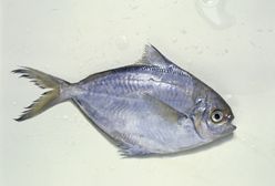 W innych krajach zakazano jej sprzedaży. W Polsce się nią zajadamy