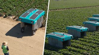 Google idzie w rolnictwo. Koncern ma swojego robota rolniczego