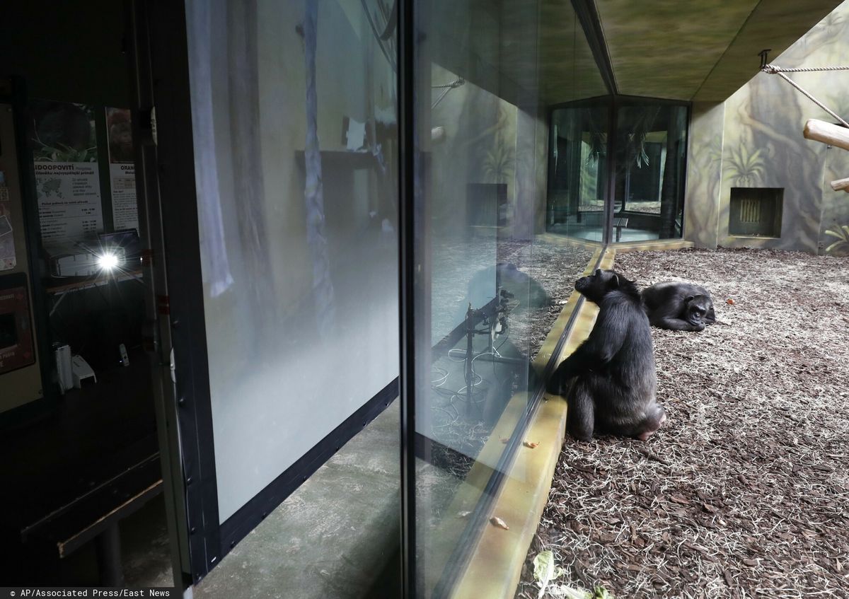 Małpy oglądają inne małpy w Czechach  