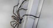 Pająki w Australii. "Najczęściej znajduję wielkie, włochate"