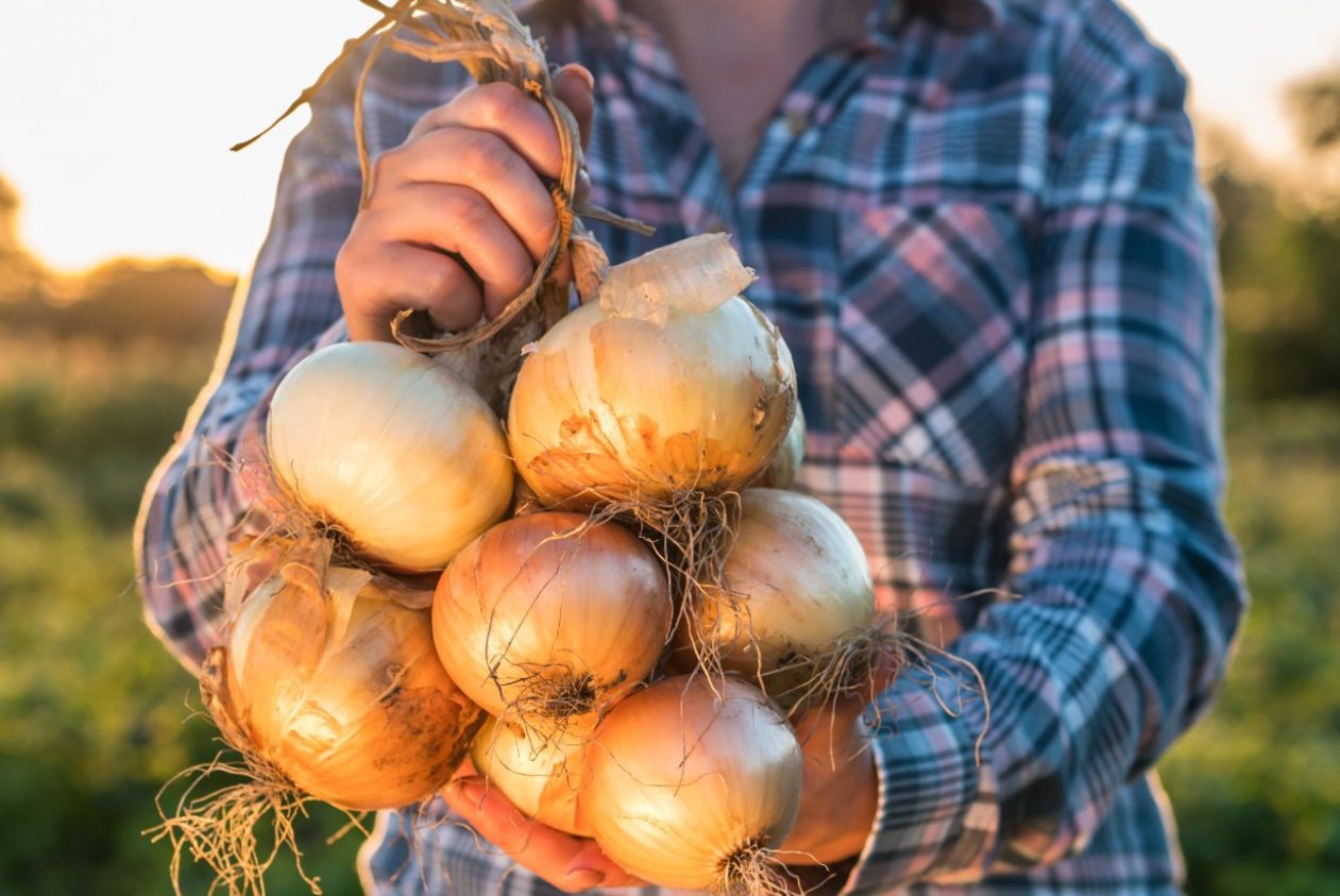Cebulę warto ograniczyć do minimum w przypadku nawracających dolegliwości trawiennych. 