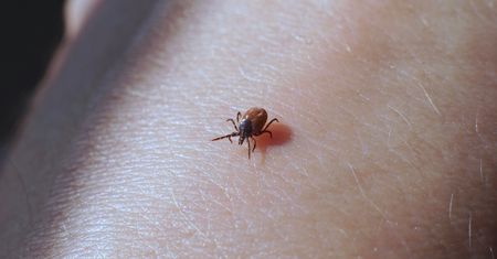 Rozsyp na trawniku. Kleszcze same się wyniosą