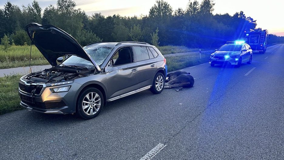 Auto uderzyło w łosia, który nagle wybiegł na drogę