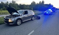 Łoś na drodze. Doszło do kolizji