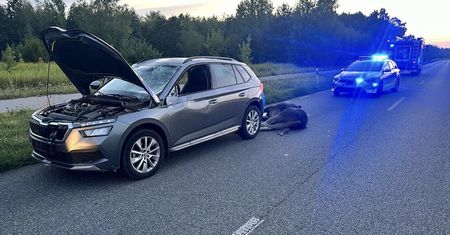 Łoś na drodze. Doszło do kolizji
