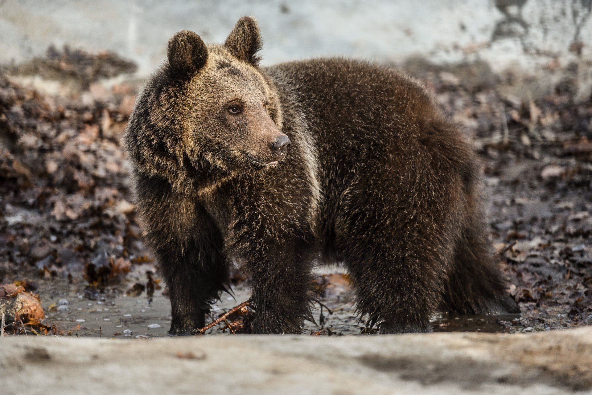 Nowe Zoo w Poznaniu