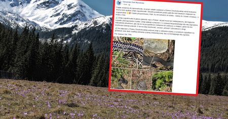 Żmije w Polsce. Jadowite węże pojawiły się w miejscu popularnym wśród turystów