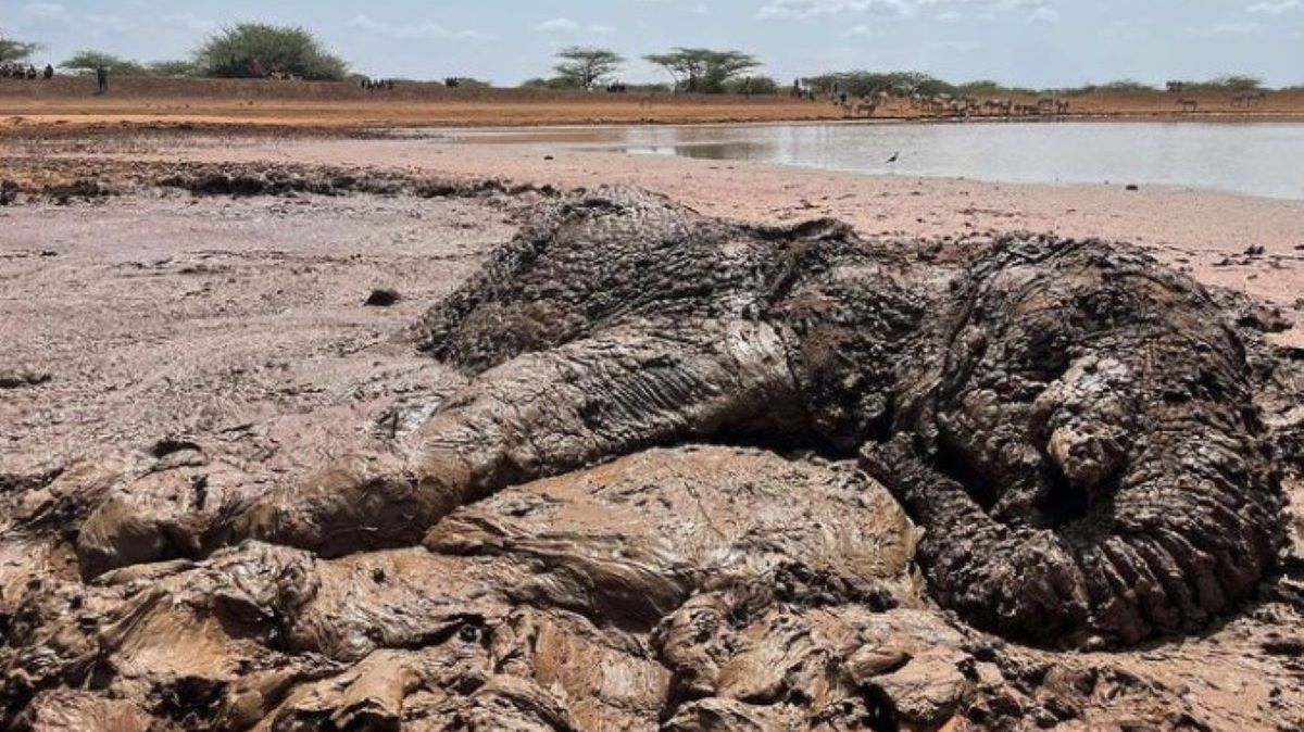 Słoń utknął w błocie. Nie mógł wydostać się bagna 