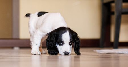 Pies nagle zaczął sikać w domu? To nie oznacza problemu z wychowaniem