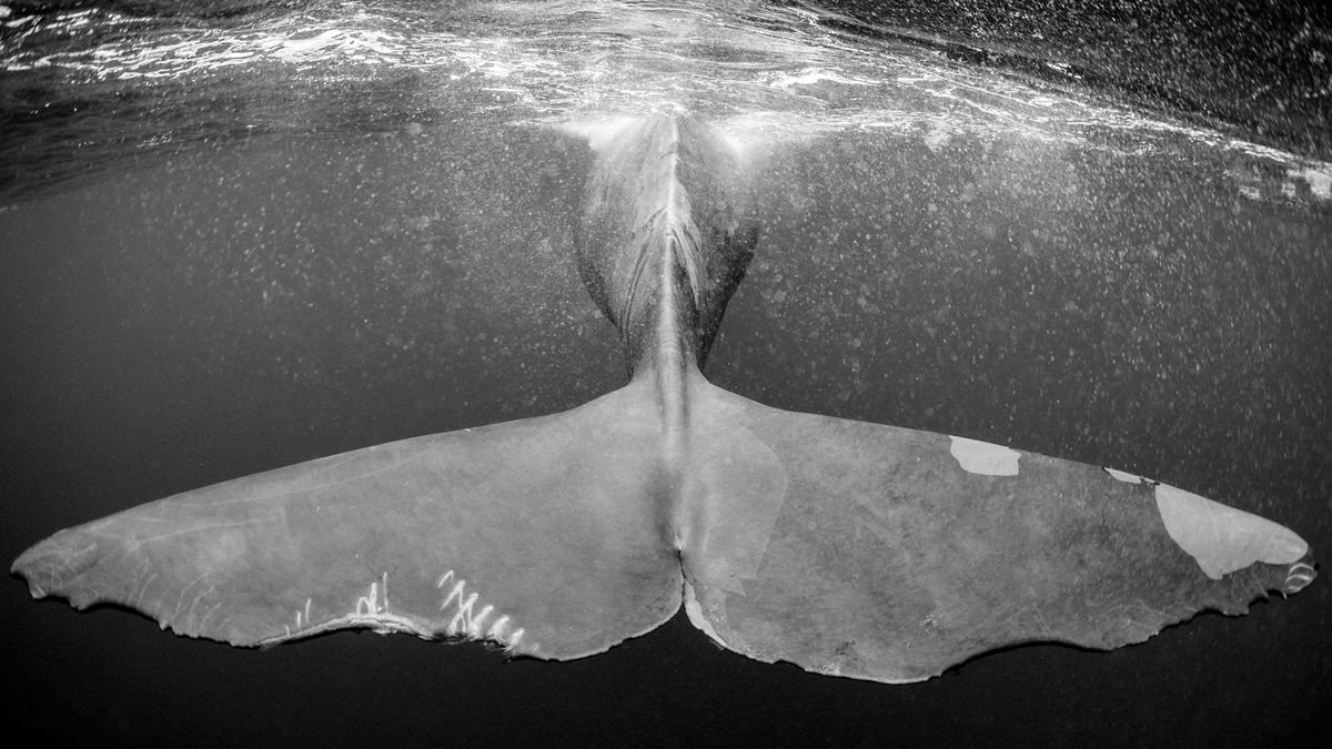 Christian Vizl: czarno-białe fotografie głębin oceanów 1