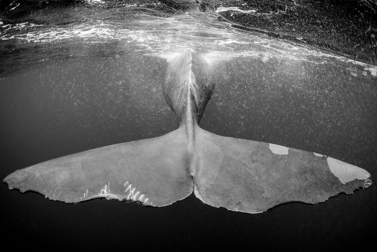 Christian Vizl: czarno-białe fotografie głębin oceanów