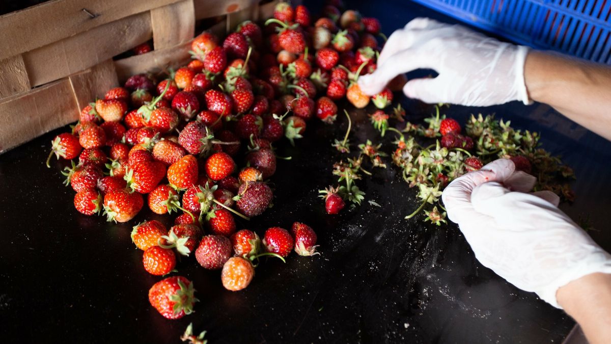 Pod koniec maja można spodziewać się kumulacji zbiorów 
