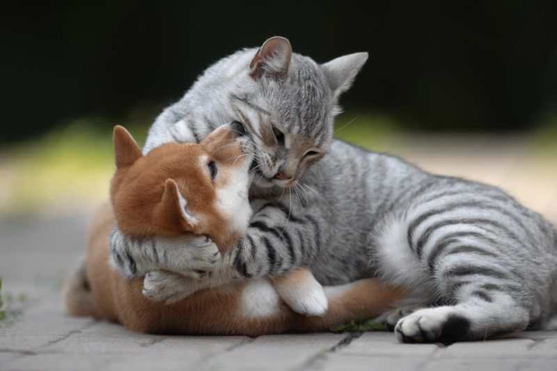 Najzabawniejsze zdjęcia zwierzaków domowych w konkursie Comedy Pet Photo Awards 2021 13