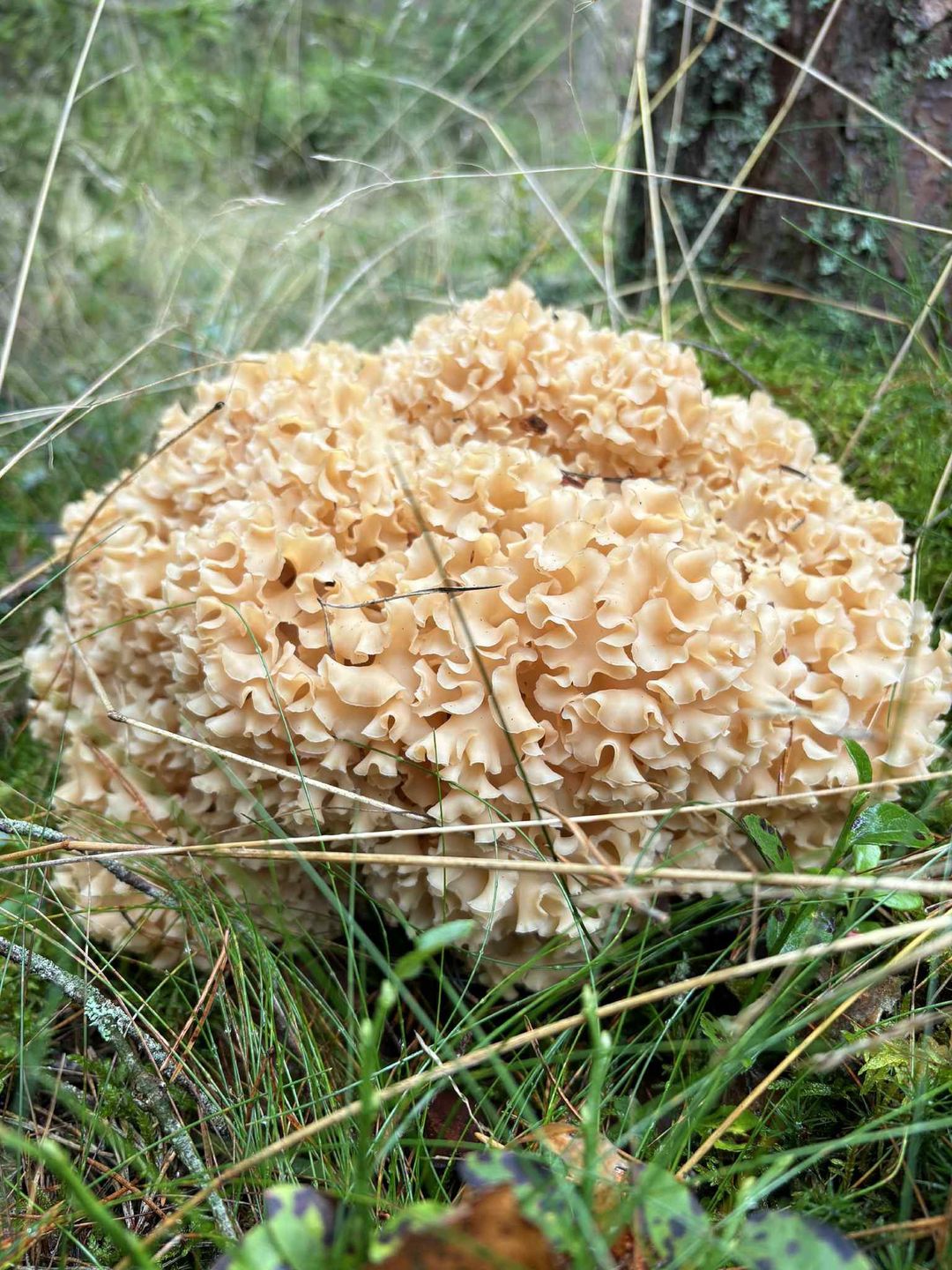 Takie siedzunie wyrosły w Zawiatach.