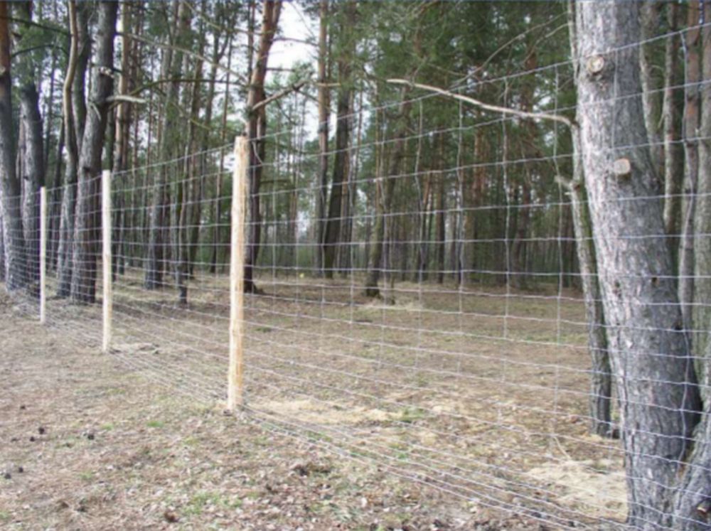 Rząd wyda 235 mln zł na jeden z najdłuższych płotów świata. Zapora przeciw dzikom z Rosji, Białorusi i Ukrainy